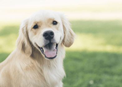 7 friendliest dog breeds