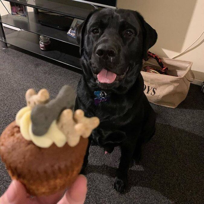 Labrador with Dog Birthday Cupcake