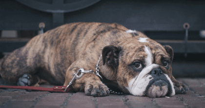 Do dogs get sad? How to tell what to do