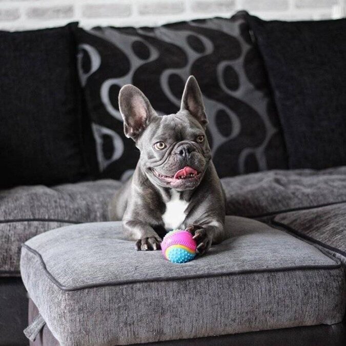 Frenchie with a Five Senses Ball