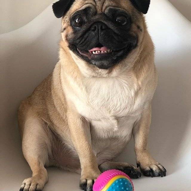 Pug with Five Senses Ball