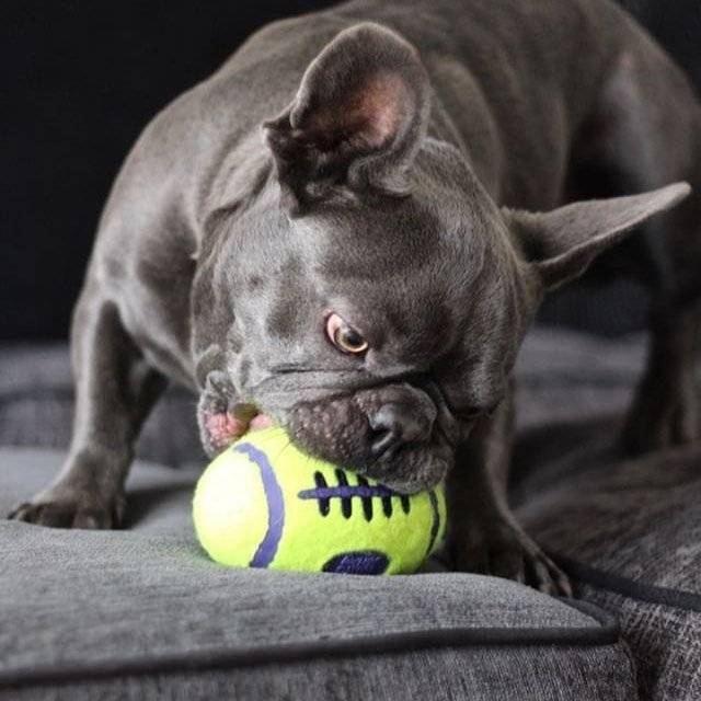 Jude The French with KONG Airdog® Squeaker Football