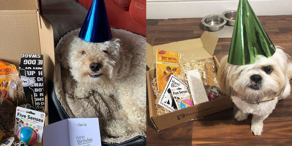 The best dog gifts for 2019 - dog birthday box