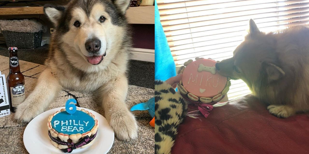 The best dog gifts for 2019 - dog birthday cake