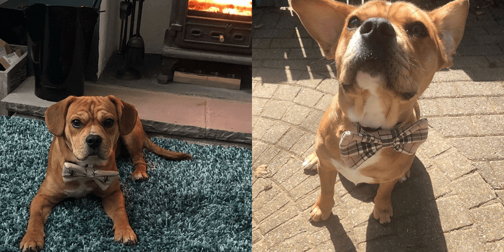 The best dog gifts for 2019 - dog bow ties