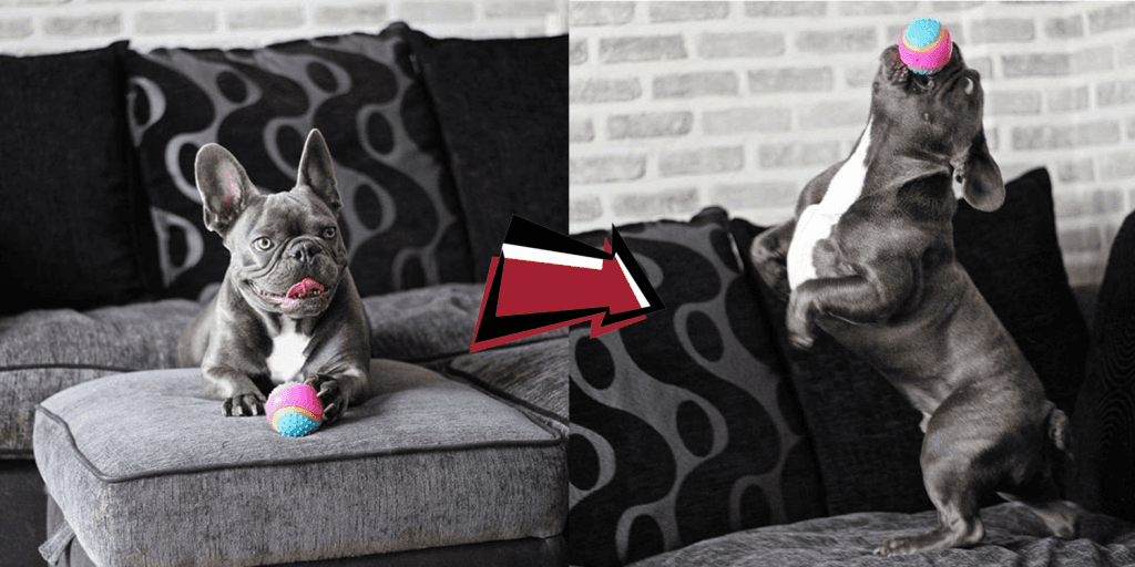 The best dog gifts for 2019 - five senses ball