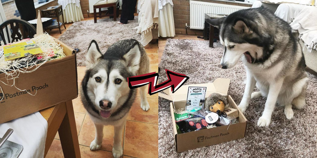 The best dog gifts for 2019 - tough toy subscription box uk