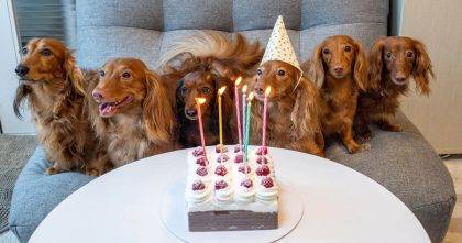 20 ways to celebrate your dogs’ birthday in 2020