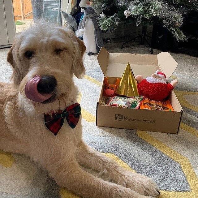 Dog with Christmas Bow Tie