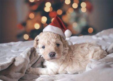 The Best Dog Christmas Gifts for 2020