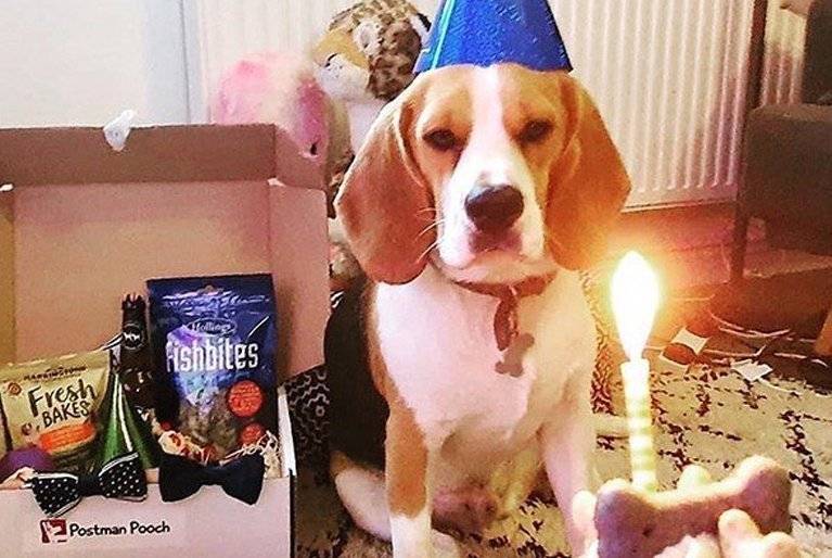 Dog Birthday Presents