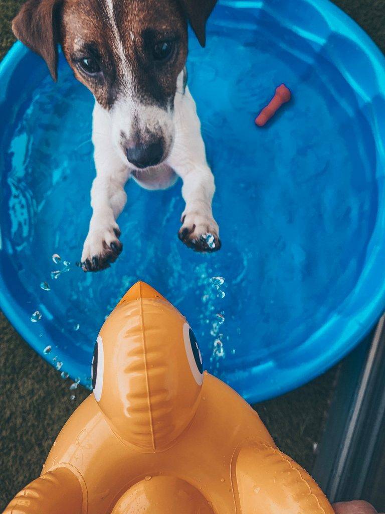 Little jack Russel in a paddling pool with a duck float, keeping cool on a hot day