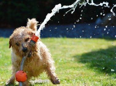 Dog with hose pipe