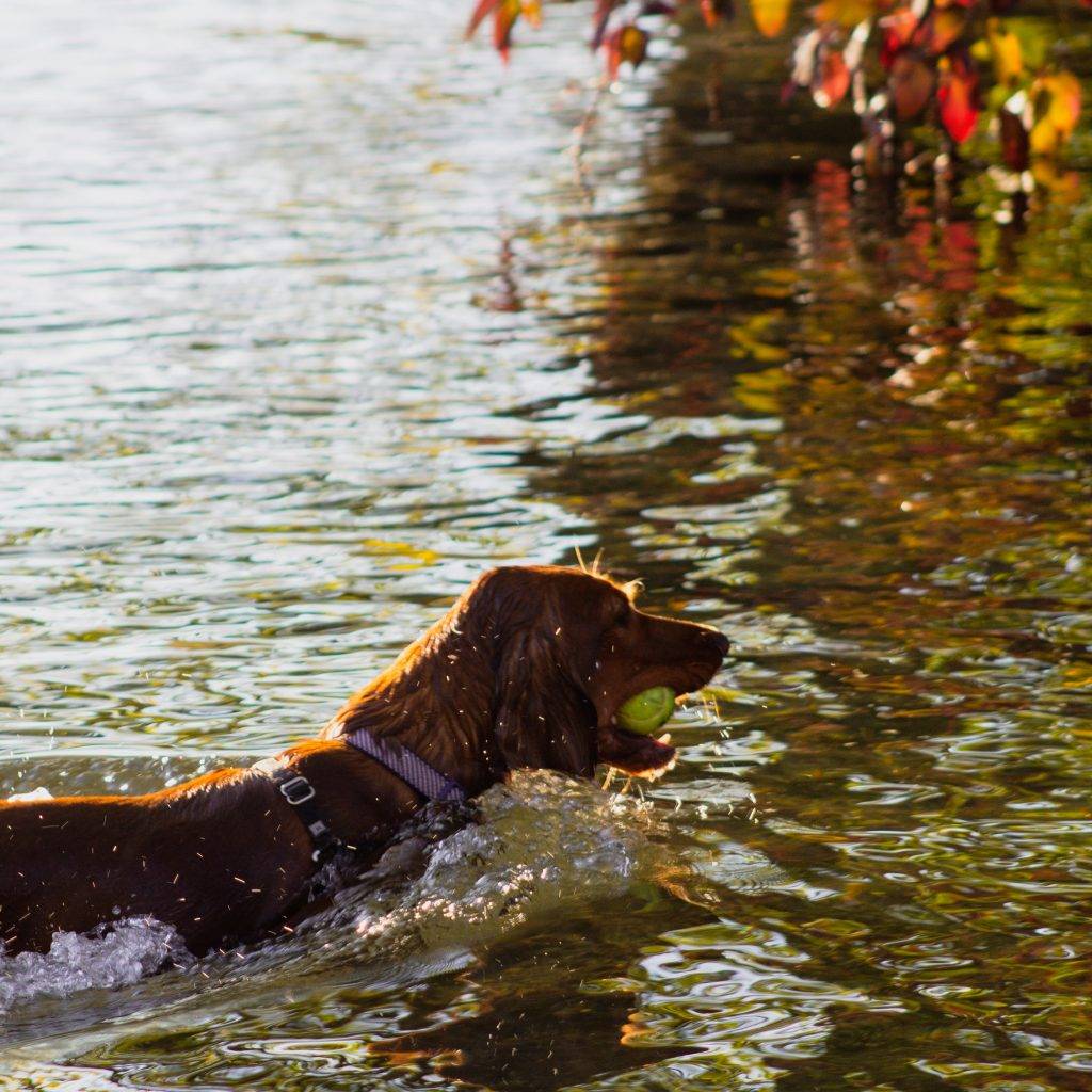Dog swimming in a lake on hot day