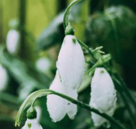 Snowdrops Poisonous Dog Plant