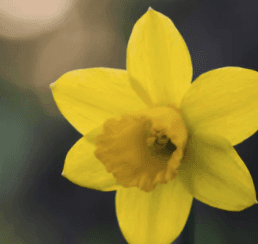 Daffodil Poisonous