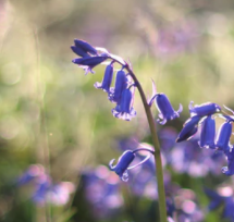 Bluebell Poisonous Dog Plants
