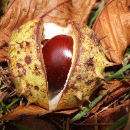 A spiked conker shell in a pile of leaves.