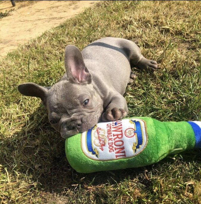 Dark grey French bulldog playing with Pawroni plush in the grass