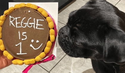 Doggy Birthday Cake