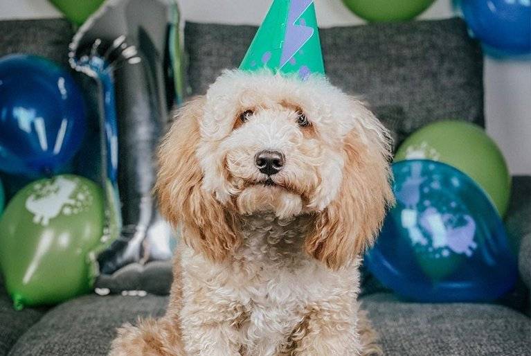 Dog Birthdays