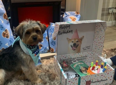 Birthday Presents for Dogs