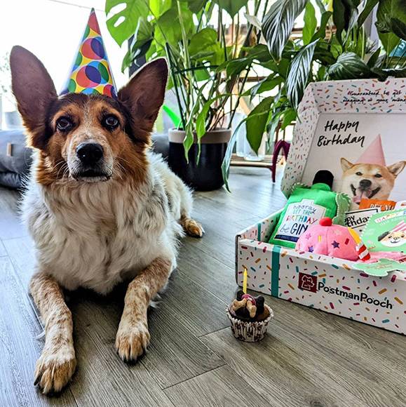 Dog Birthday Gifts
