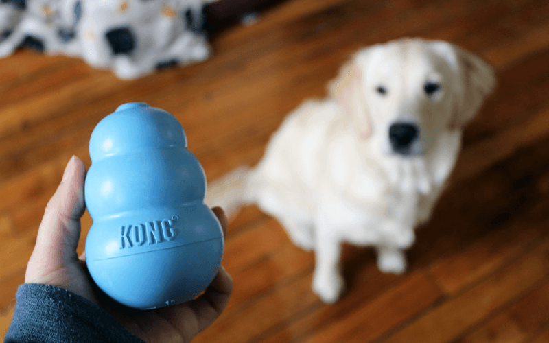 Does Your Dog Destroy His Toys? - DOG PARTNERS