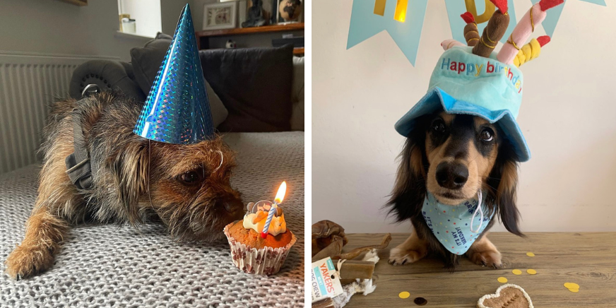 Dog Birthday Present Ideas