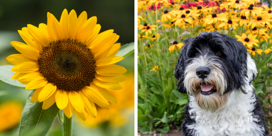 Dog-Friendly Outdoor Plants