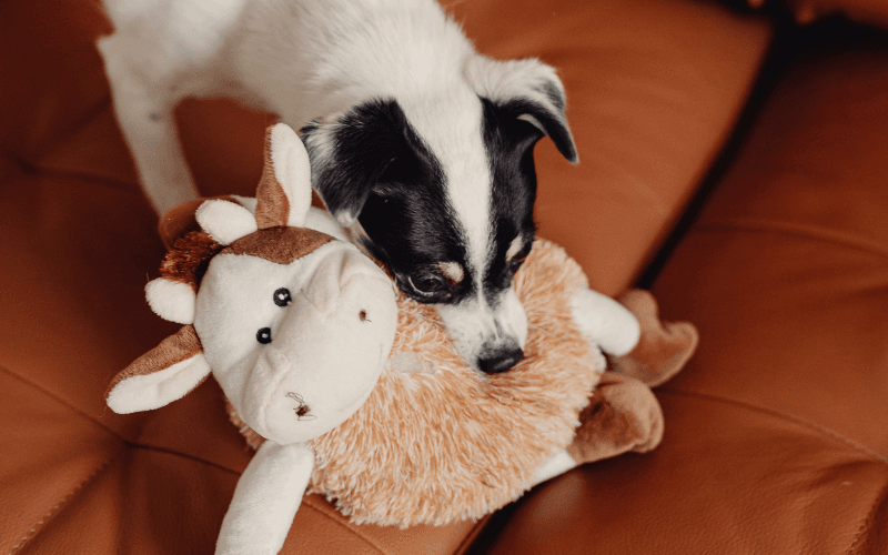 Plush Toys For Dogs