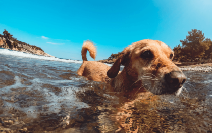 Swim with your dog