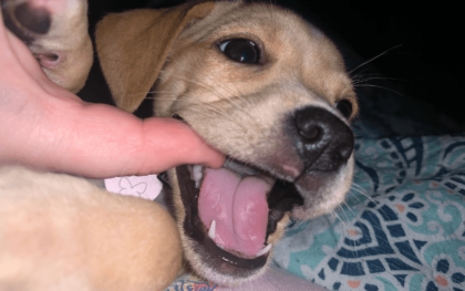 Puppy Teething Tips