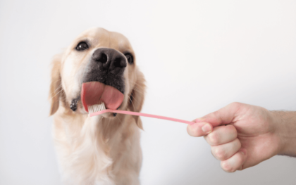 The Best Dog Teeth Cleaning Treats