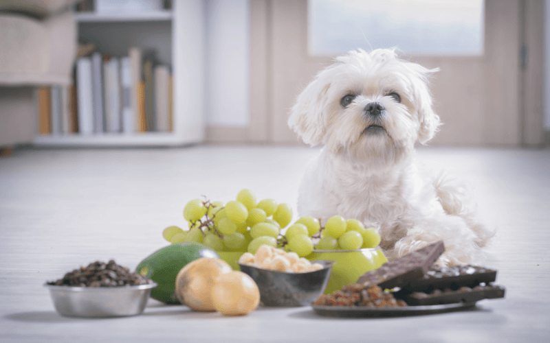 Toxic Foods For Dogs