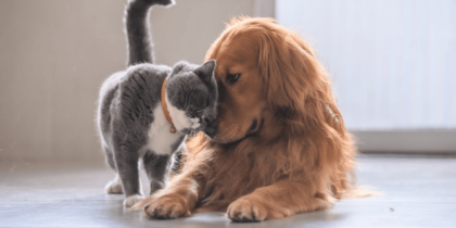 Introducing Cats To A Puppy
