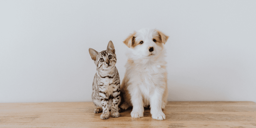 Introducing Cats To A Puppy