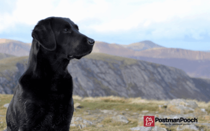 Labrador Postman Pooch