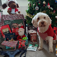 All Dog Christmas Gifts