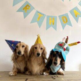 Throwing the Ultimate Dog Birthday Party
